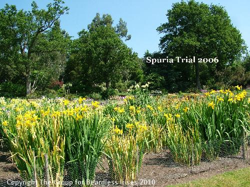 View of Spuria Trial